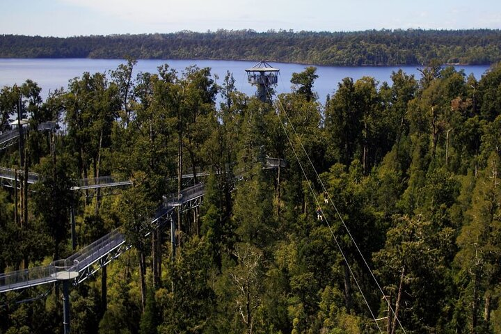 West Coast Tower Zipline & Treetop Walk Combo - Photo 1 of 10